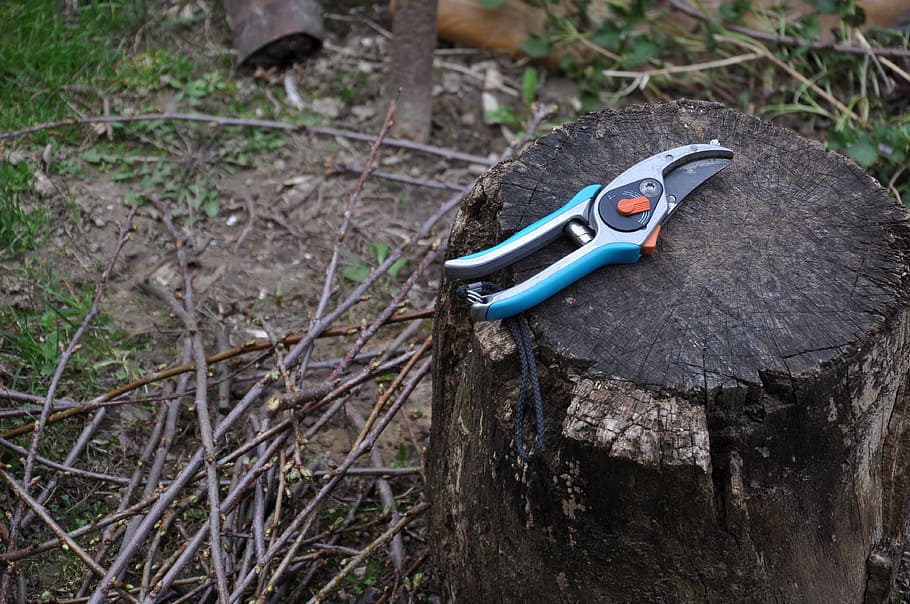 Pruning Shears vs Scissors