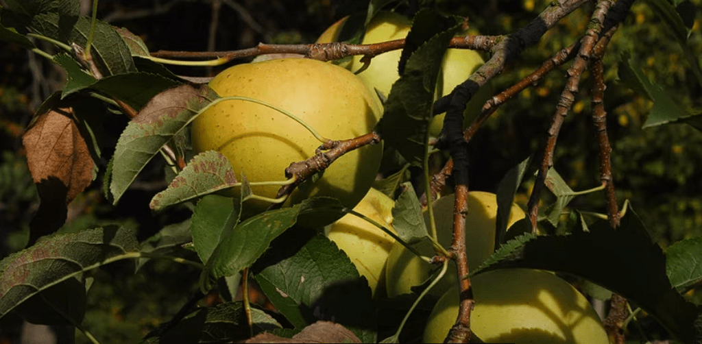 Why are Golden Delicious Apples Hard to Find