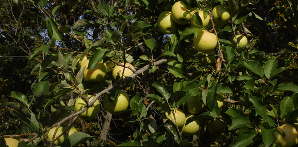 Why are Golden Delicious Apples Hard to Find