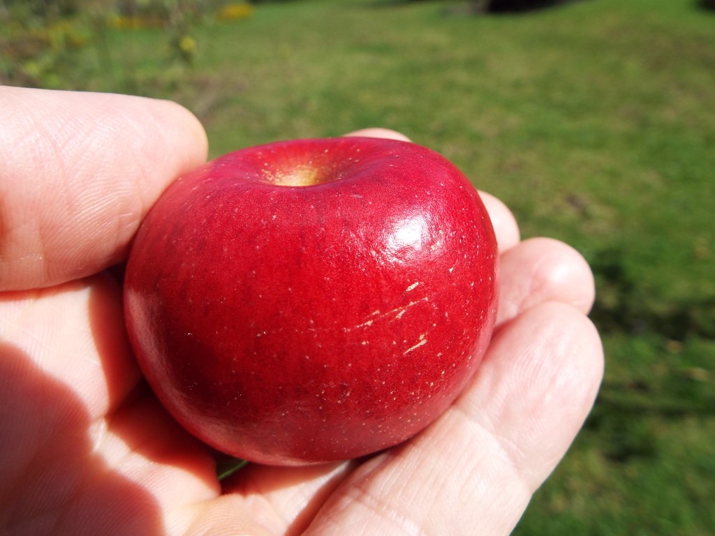 Substitute for Golden Delicious Apples in Baking