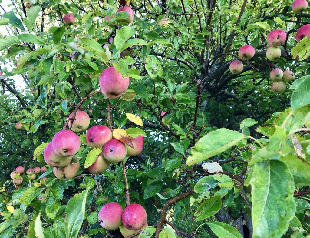 Self-Pollinating Fruit Trees Zone 4