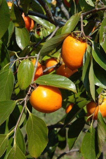Low Maintenance Fruit Trees Texas