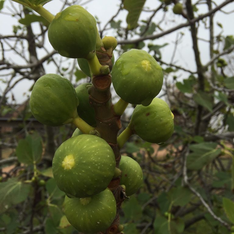 9 Best Fruit Trees to Grow in West Texas Native Texas Fruit Trees