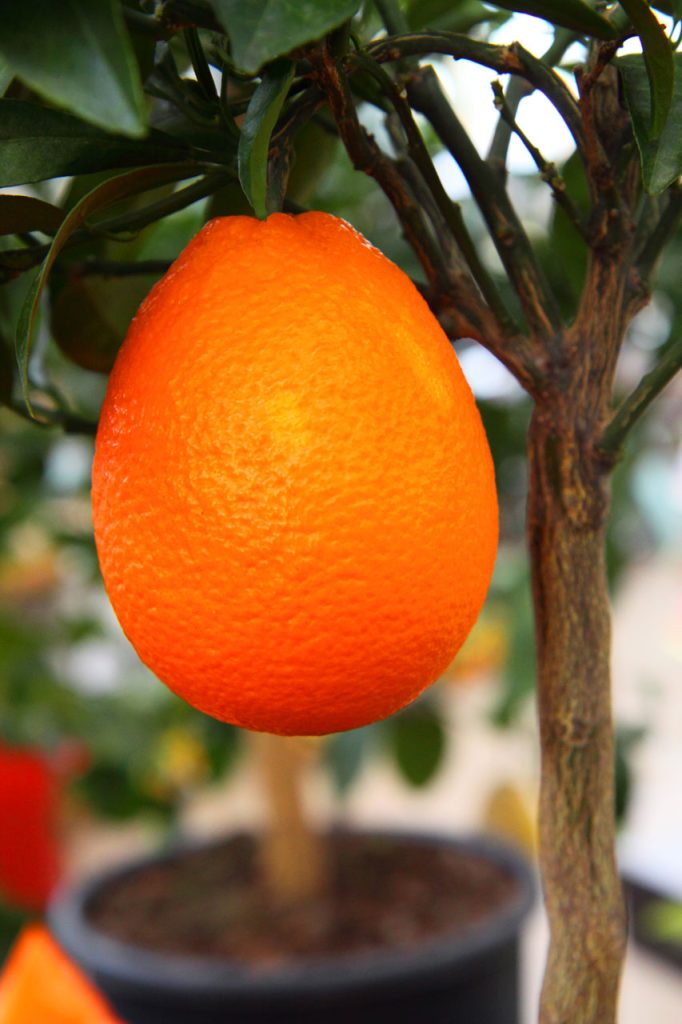 Best Fruit Trees to Grow in Los Angeles