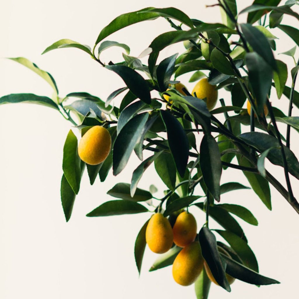 Indoor Fruit Trees Low Light