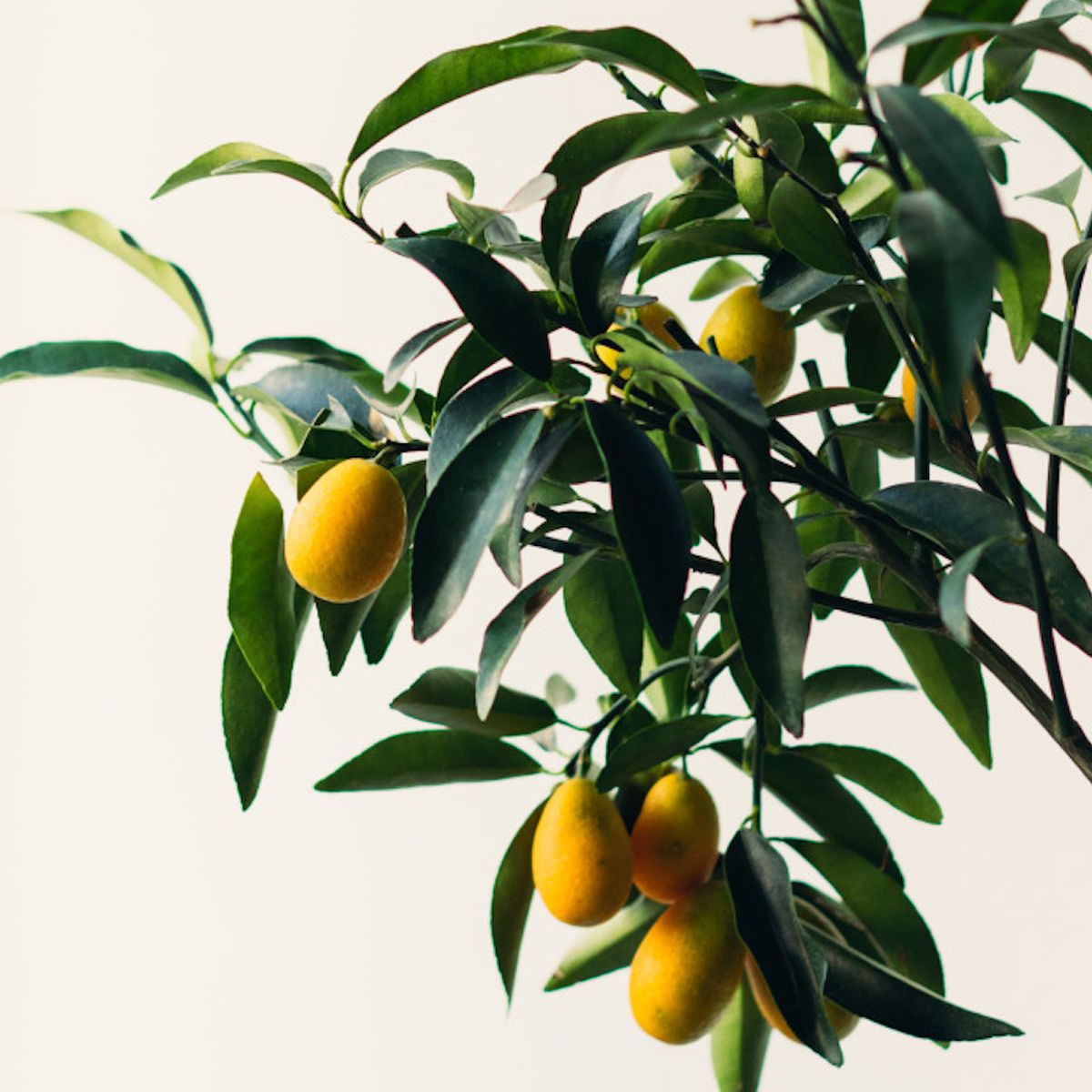 10 Best Indoor Fruit Trees Low Light You Can Grow At Your Home Fruits