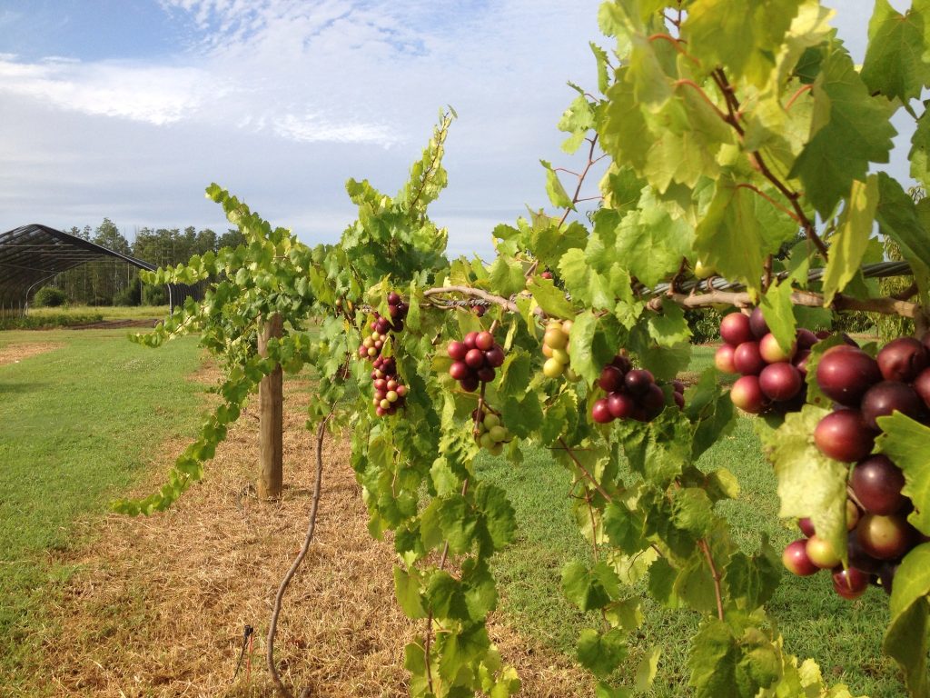 Best Fruit Trees to Grow in Florida Panhandle Fruits Gardener