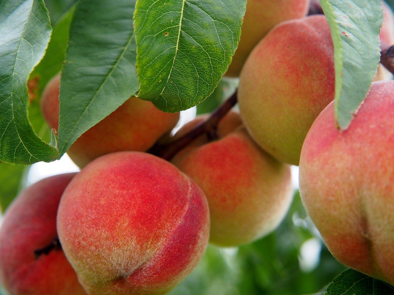 13 Best Fruit Trees for Texas Hill Country | Hill Country Sweets