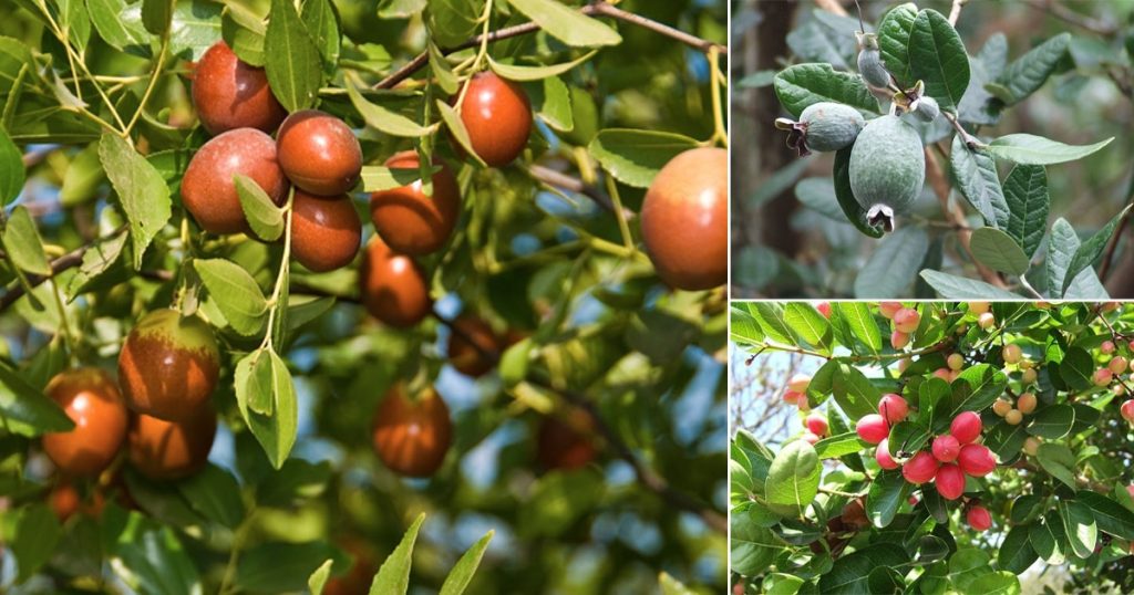 Drought Tolerant Fruit Trees Southern California