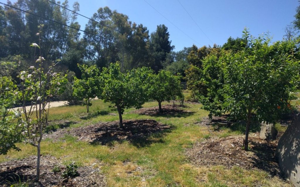 Best Fruit Trees for Inland Empire