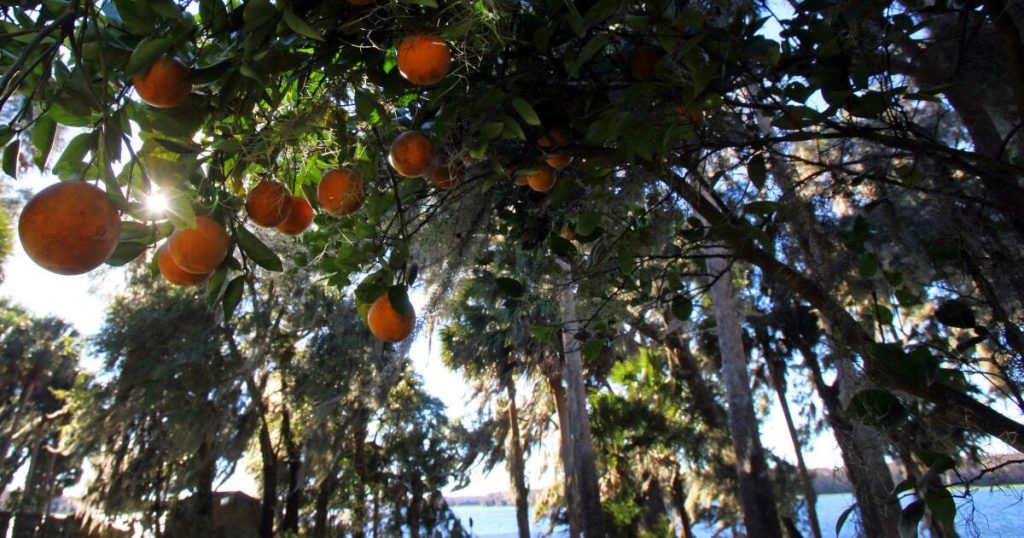 Is It Illegal to Grow Oranges in Florida