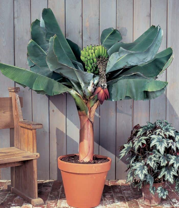 Tropical Fruits That Can Grow in Pots