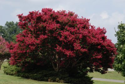Evergreen Fruit Trees Zone 9
