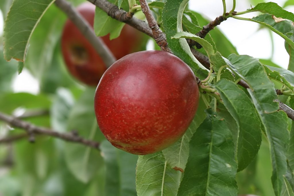 11 Best Fruit Trees for Containers Southern California
