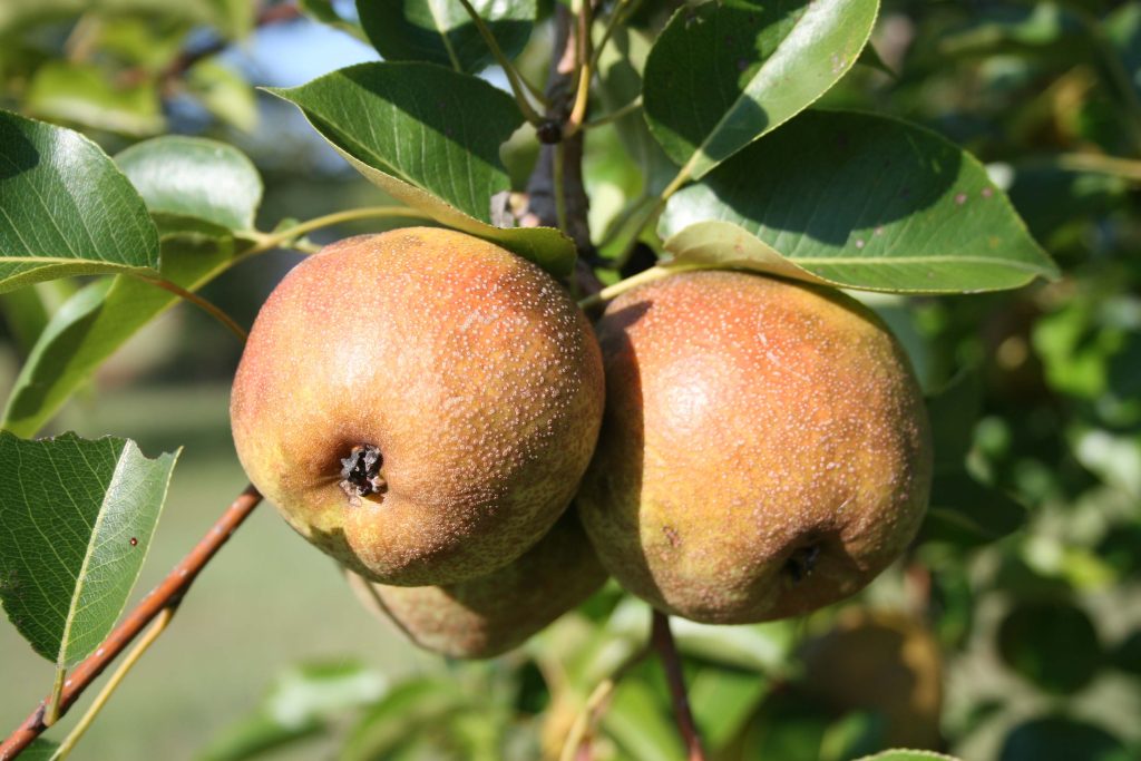 Best Fruit Trees to Grow in South Georgia