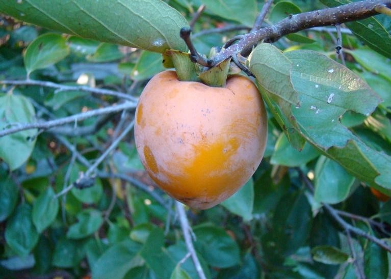 Best Fruit Trees to Grow in Tallahassee