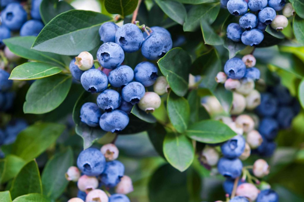 Best Fruits to Grow in a Small Garden