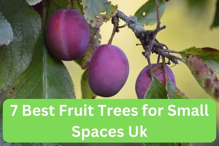 Best Fruit Trees for Small Spaces Uk