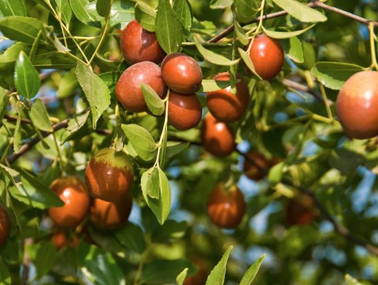 Low Maintenance Fruit Trees Philippines