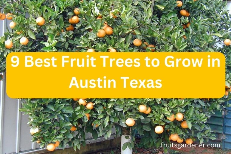 Best Fruit Trees to Grow in Austin Texas