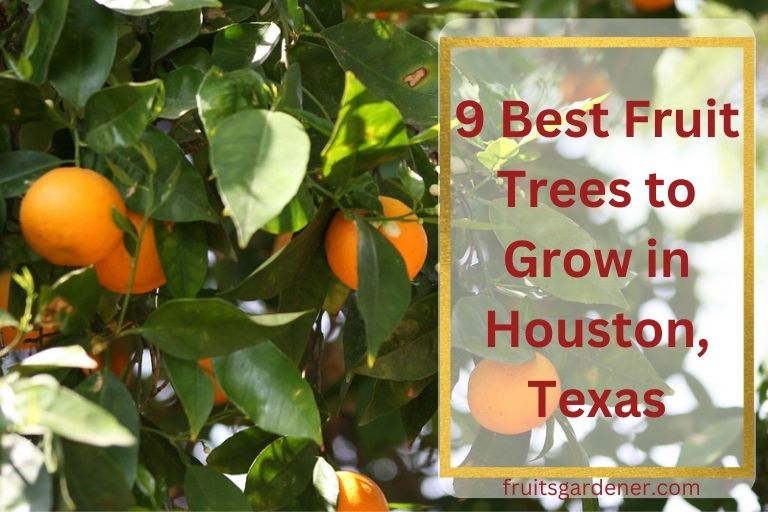 9-best-fruit-trees-to-grow-in-houston-texas-fruits-gardener