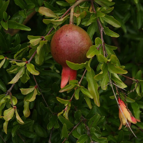 Best Fruit Trees for Southern California