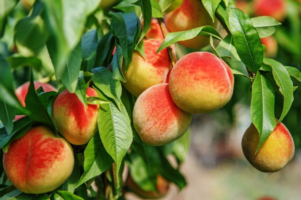 FastGrowing Fruit Trees Zone 9 You Should Know About Fruits Gardener
