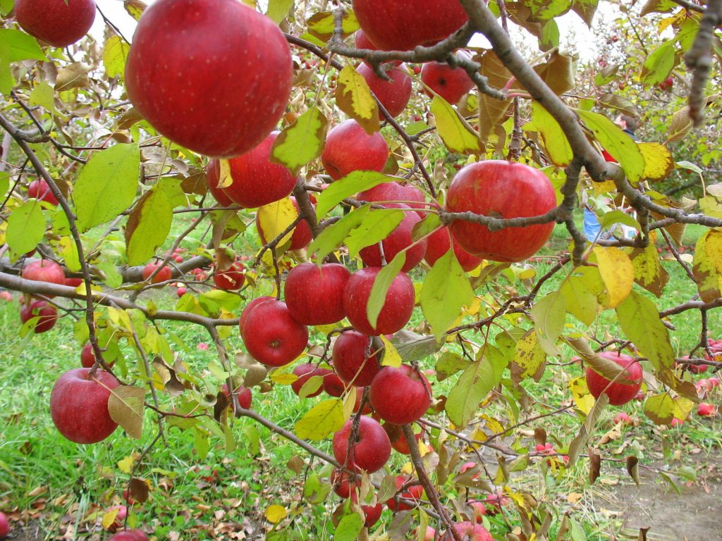 5 Best Fruit Trees to Grow in Northern Florida - Easiest fruit Trees ...