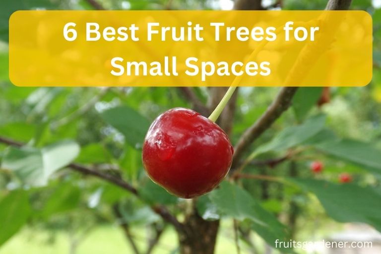 Best Fruit Trees for Small Spaces