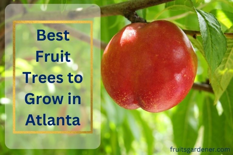 Best Fruit Trees to Grow in Atlanta
