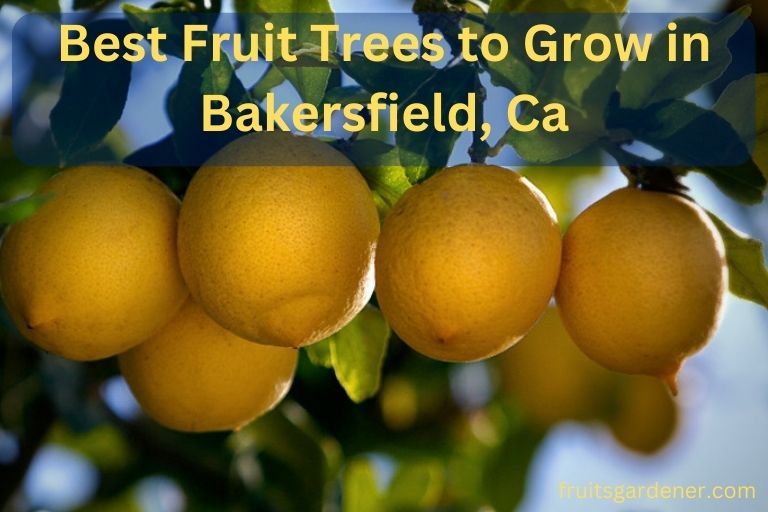 Best Fruit Trees to Grow in Bakersfield, Ca