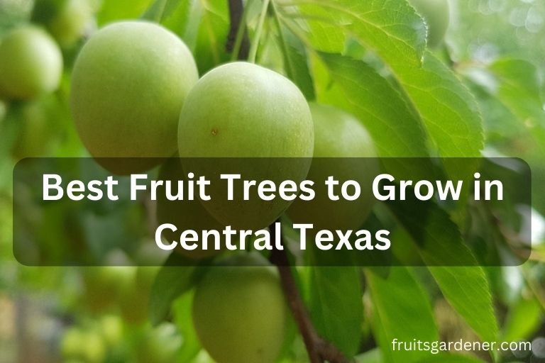 6 Best Fruit Trees to Grow in Central Texas - Fruits Gardener