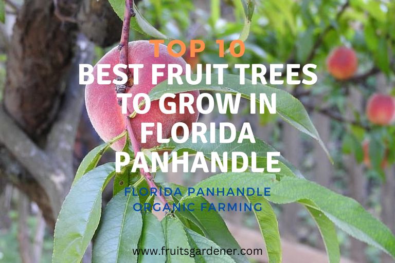 Best Fruit Trees to Grow in Florida Panhandle