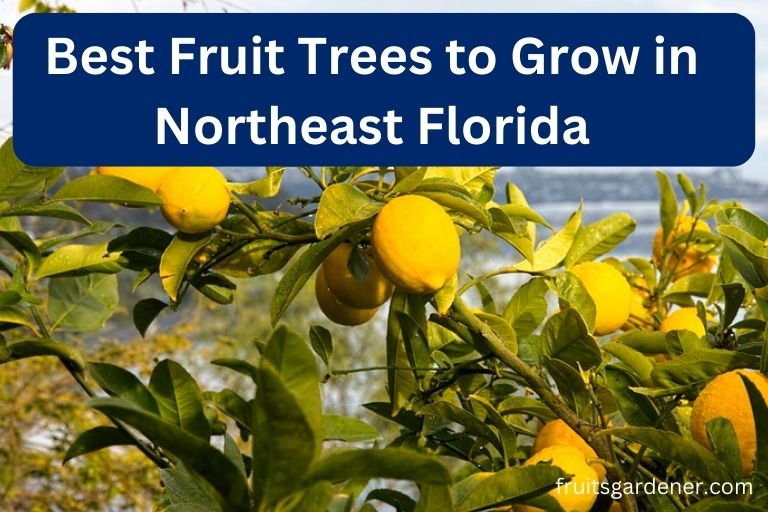 Best Fruit Trees to Grow in Northeast Florida