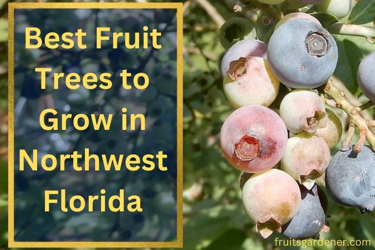 Best Fruit Trees to Grow in Northwest Florida
