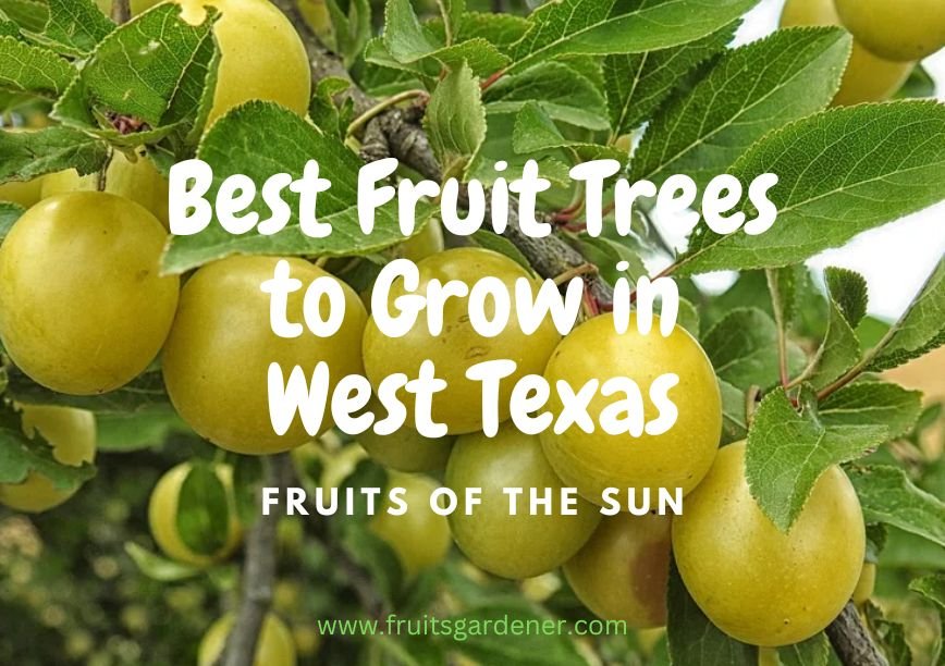 10 Best Fruit Trees to Grow in West Texas: Fruits of the Sun