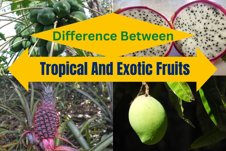 Difference Between Tropical And Exotic Fruits