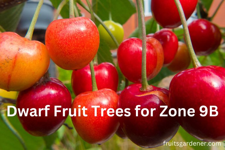 Dwarf Fruit Trees For Zone 9B Growing Fruit Trees In Zone 9 Fruits 