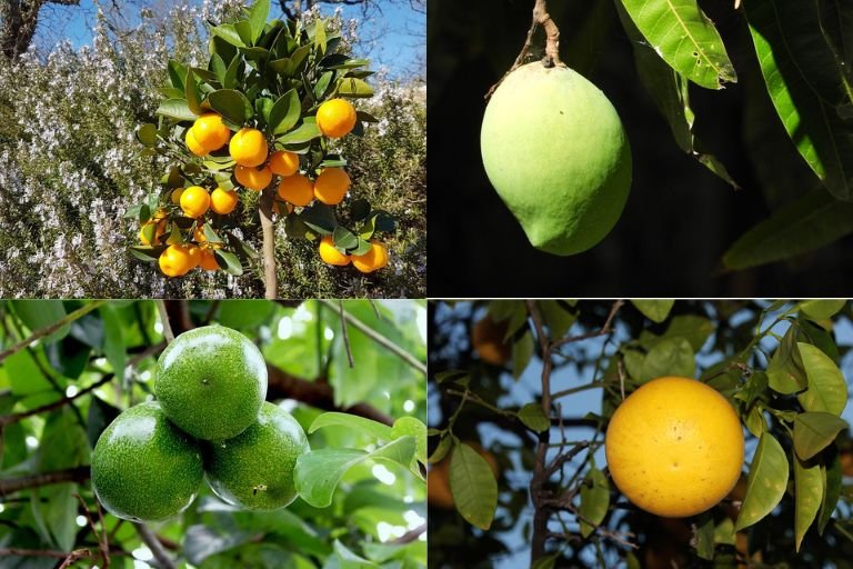 5 Best Fruit Trees to Grow in Northern Florida Easiest fruit Trees