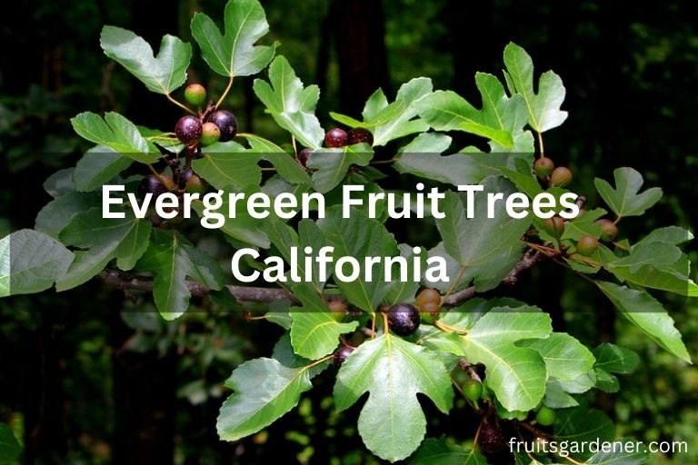 Evergreen Fruit Trees California