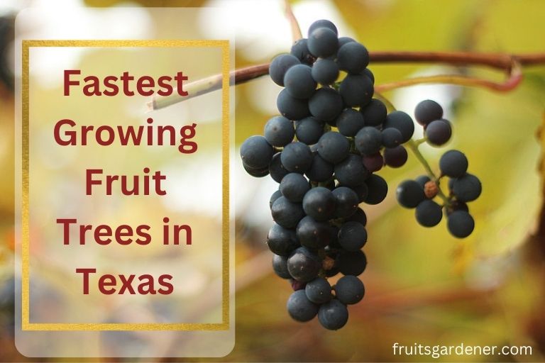 13-fastest-growing-fruit-trees-in-texas-that-you-can-plant-and-grow