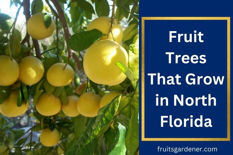 Fruit Trees That Grow in North Florida