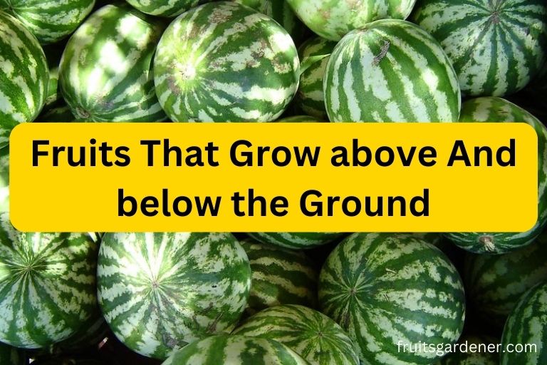 Fruits That Grow above And below the Ground