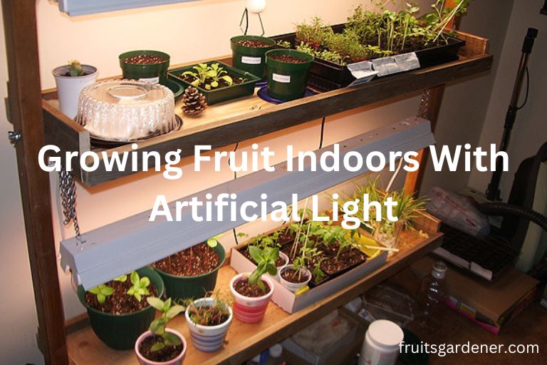 Growing Fruit Indoors With Artificial Light