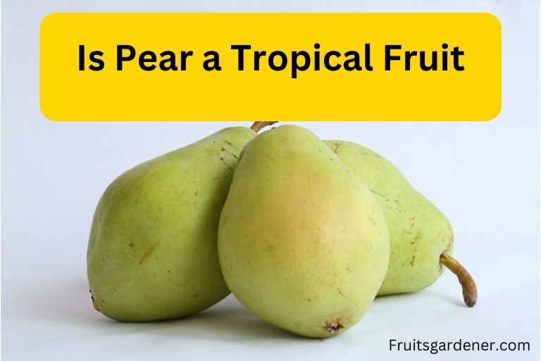 Is Pear a Tropical Fruit