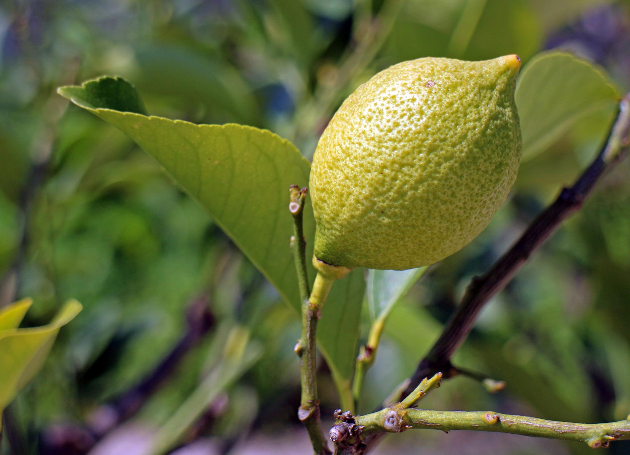 small-fruit-trees-to-grow-in-florida-7-easy-and-fast-growing