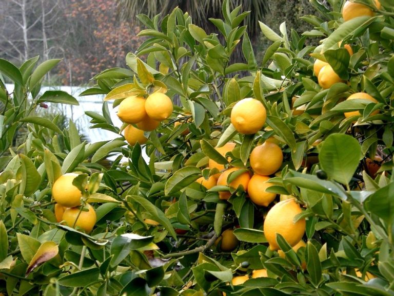 What Fruit Trees Grow Well in Zone 8A 11 Best Growing Fruit in Zone 8