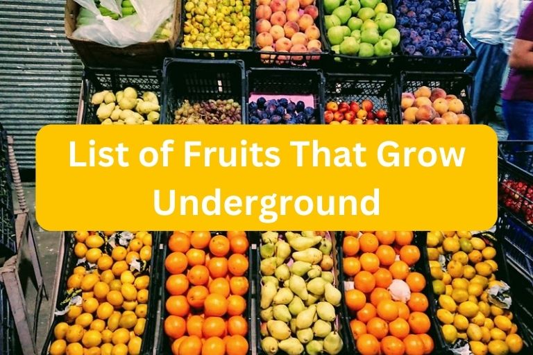 Fruits That Grow Underground