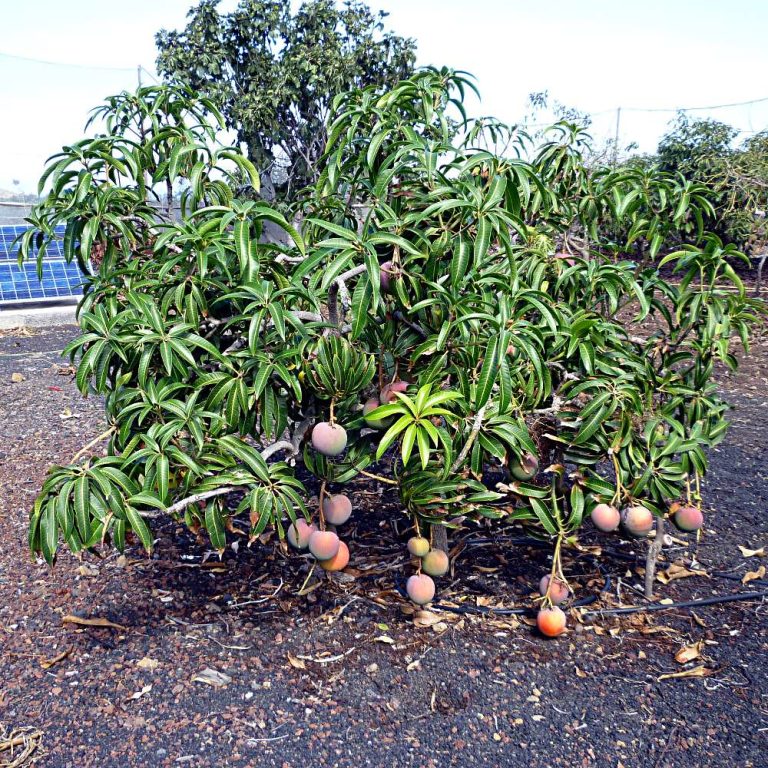 Small Fruit Trees to Grow in Florida 7 Easy And Fast Growing