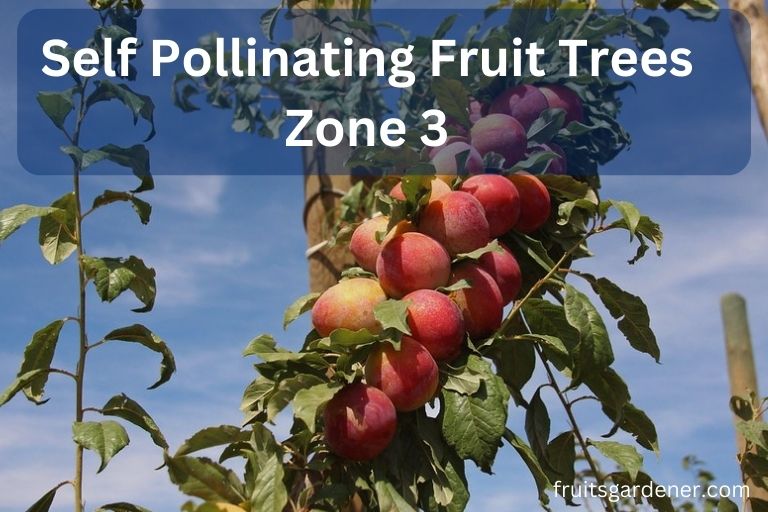 Some Self Pollinating Fruit Trees Zone 3 That Are Well Suited Fruits some-self-pollinating-fruit-trees-zone-3-that-are-well-suited-fruits